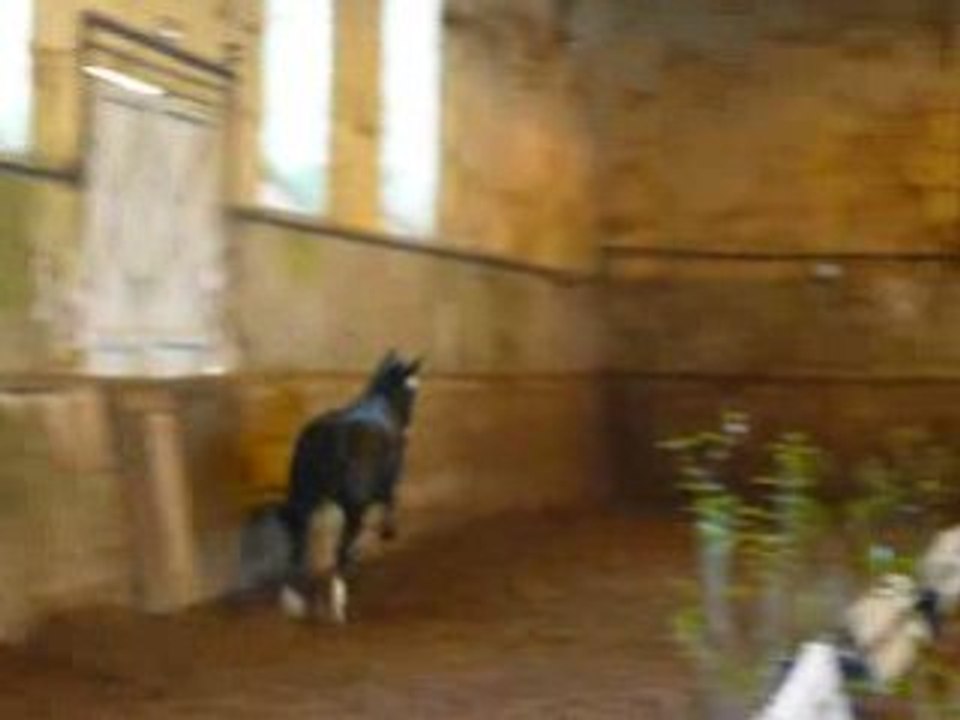 Etalons Poney Haras du PIn Mars 2008 NEICOP D'ARGENT 3