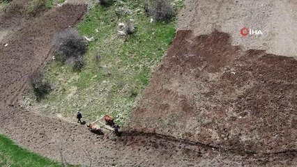 Zorlu şartlara rağmen karasaban ile üretime devam ediyorlar