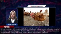 The first human case of avian flu in the US is reported in Colorado - 1breakingnews.com