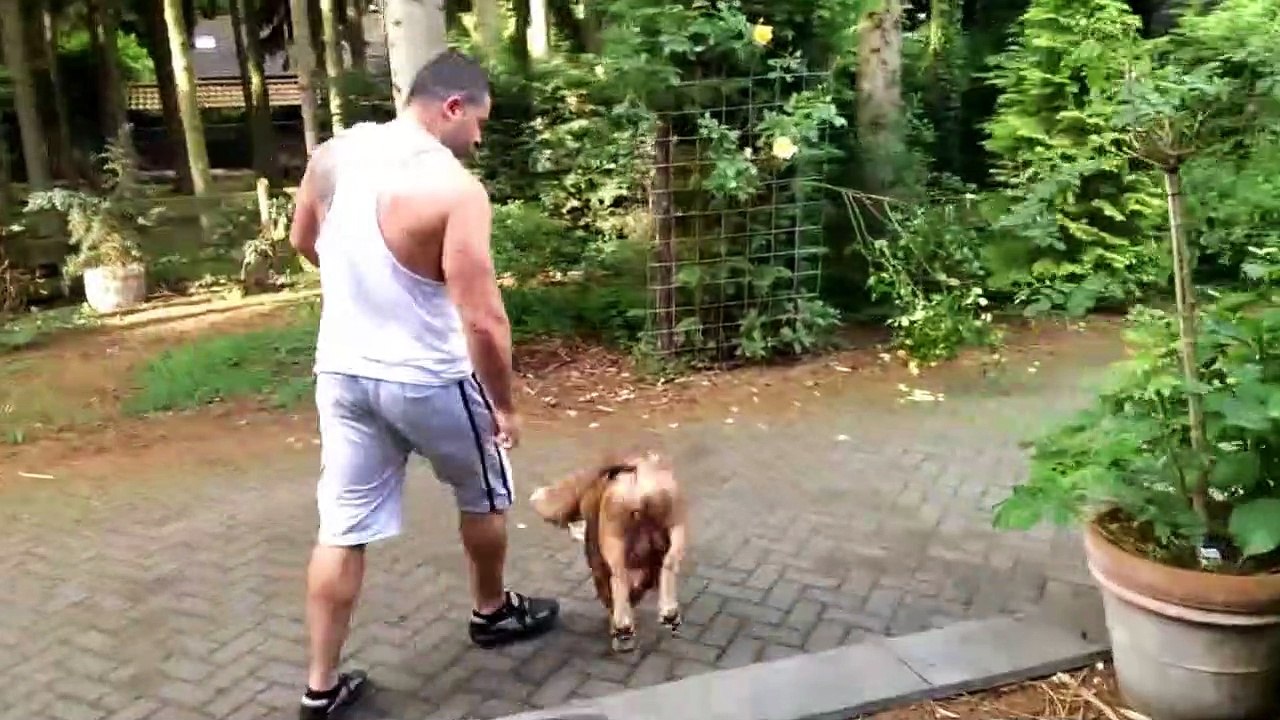 My xxl pitbulls all playing together no fight.