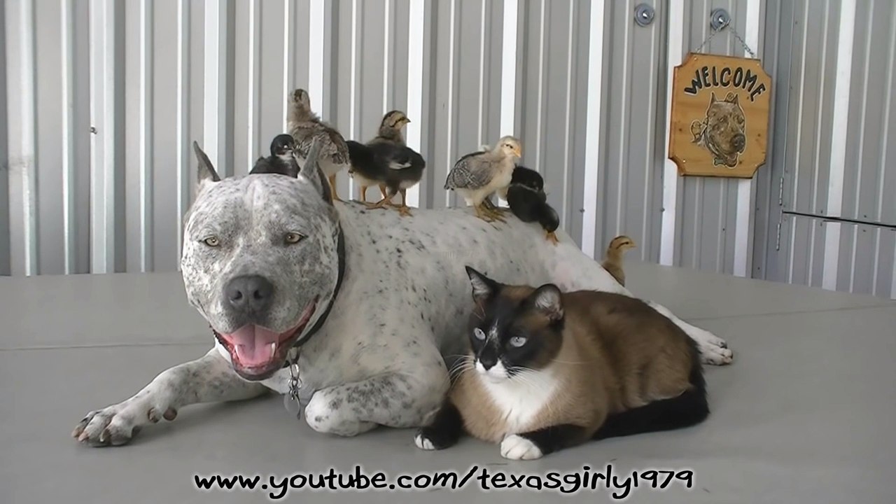 Pit Bull Sharky with Chicks and Cat  Day # 13.