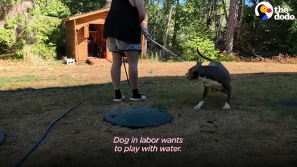 Couple Has No Idea Their Foster Dog Is Pregnant With Tons Of Puppies