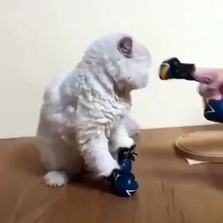 Chat chat funny boxers