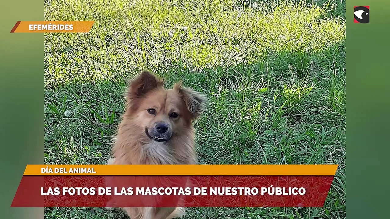 Las fotos de las mascotas de nuestro público