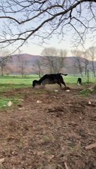 Mama Cow Chases Away Black Bear