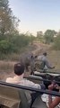 Rhino Keeps Tourists on Their Toes