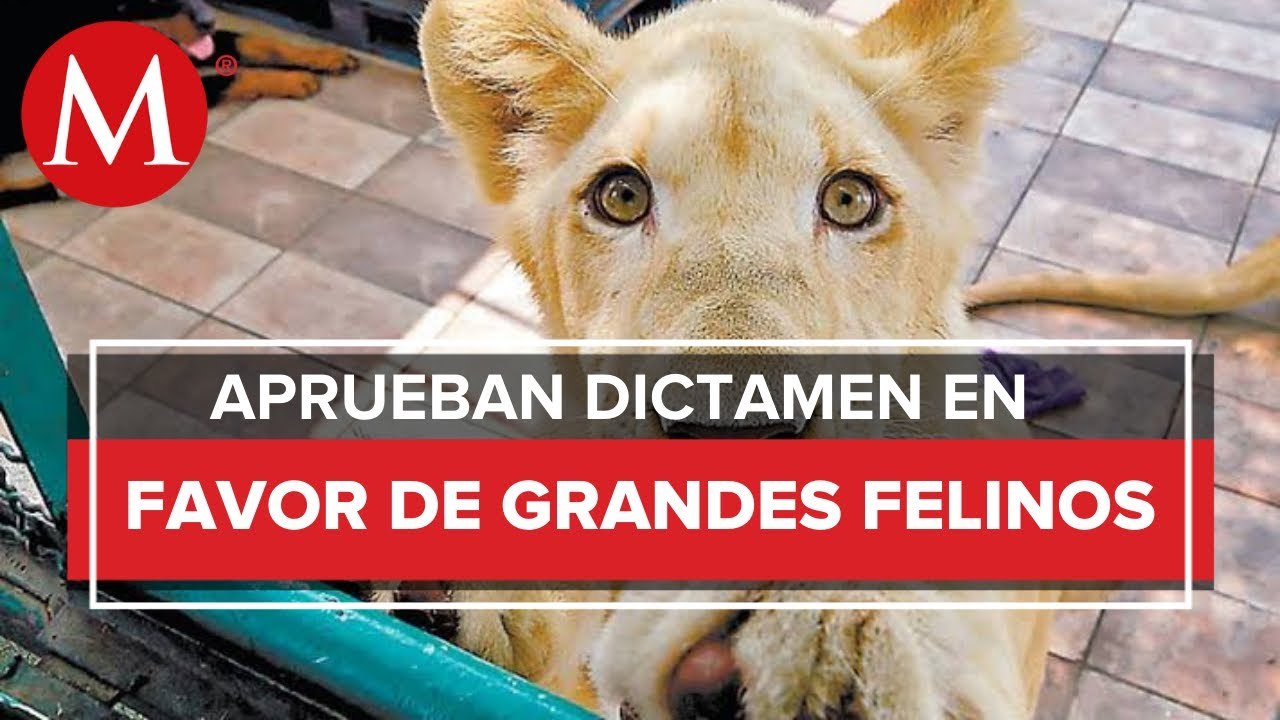 Prohíben el uso de felinos de gran tamaño como mascotas