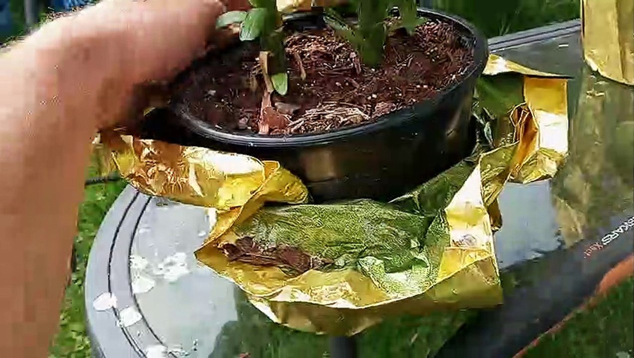 Planting FREE Lillies in the Food Forest