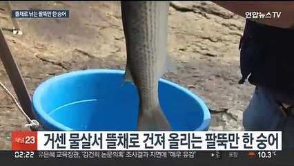 뜰째 드니 팔뚝만한 숭어가…울돌목 뜰채잡이 '한창'