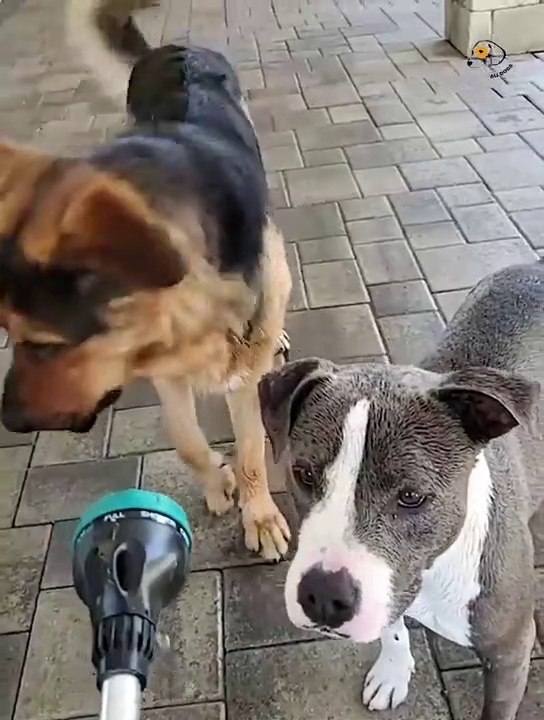 Unbelievable !Funny Dog Videos Try Not To Laugh