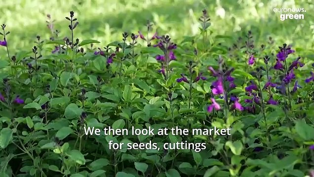 Hidden in central London is a high tech greenhouse growing thousands of plants for the city’s parks