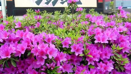 Flowers of Mystery in Japan