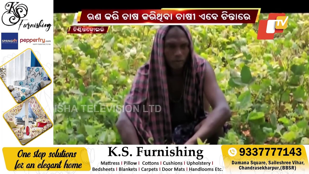 Cuttack Farmers In Distress After Standing Crop In Over Hectares Of Land Damaged By Pests