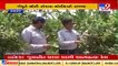 Amid sky high prices of lemons ,thieves steals 140kg lemon in Kamrej _Surat _TV9GujaratiNews