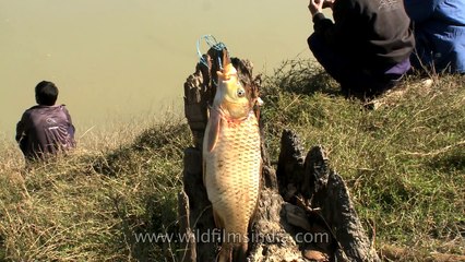 Fish - What a catch at Doyang river, Nagaland