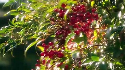 Stiletto Vendetta - Capítulo 19 - Audio Español - Ufak Tefek Cinayetler - Vídeo Dailymotion