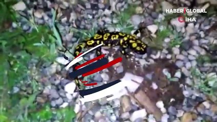 Koruma altındaki tür Tunceli'de görüntülendi