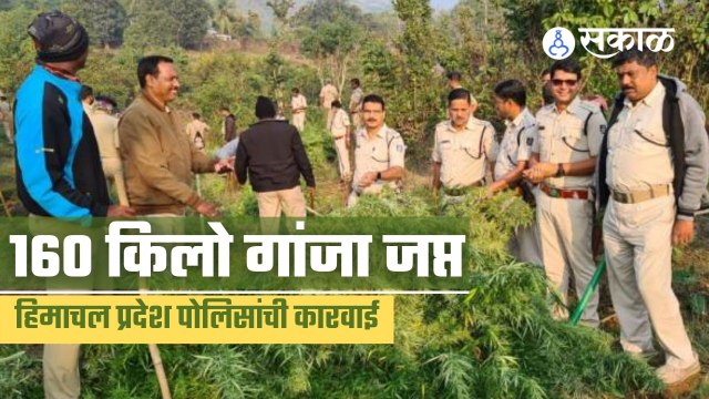Himachal Pradesh | हिमाचल पोलिसांनी केला 160 किलोचा गांजा जप्त | Sakal |