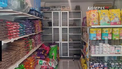 Jasa Penitipan Hewan Peliharaan Meningkat Hingga 100 Persen di Tangerang Selatan