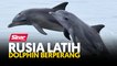 Rusia latih dolphin berperang