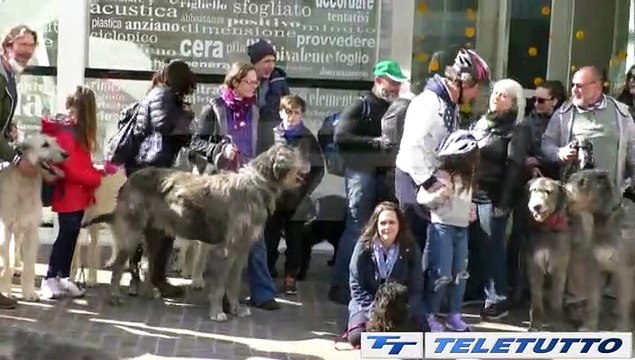 Video News - IL CANE PIU' GRANDE DEL MONDO
