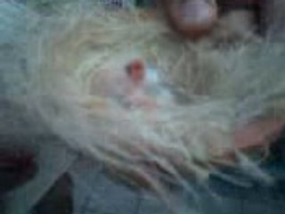 La vie des Zozios de Gringo !