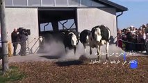 إطلاق الأبقار في الحقول إيذاناً ببدء ربيع المزارع في السويد