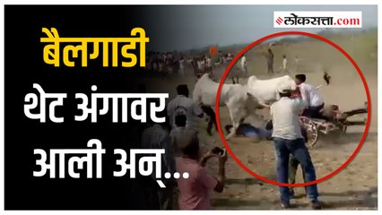 शर्यतीतील बैलगाडी अंगावर आल्याने तीन जण जखमी