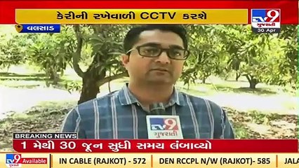 Vapi farmer installs CCTV to prevent Mango theft in 4 acre farm, Valsad _ TV9News