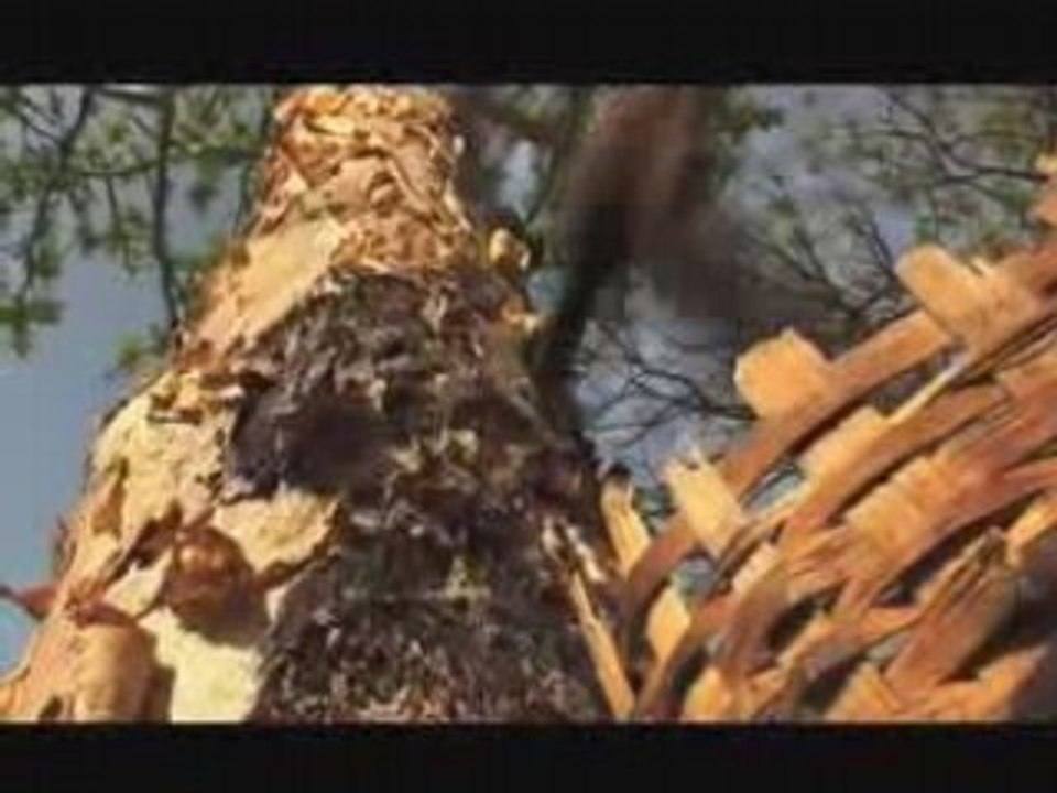 La légende des huiles essentielles IV
