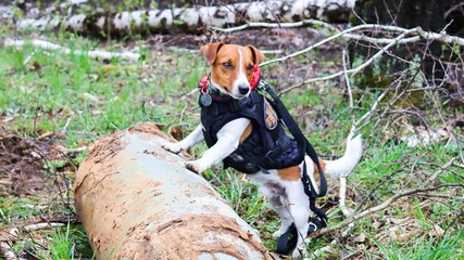 Meet Patron, the heroic dog sniffing for bombs in Ukraine