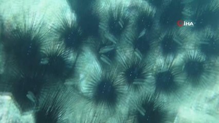 Dünyaca ünlü sahilde deniz kestaneleri koloni olarak görüntülendi