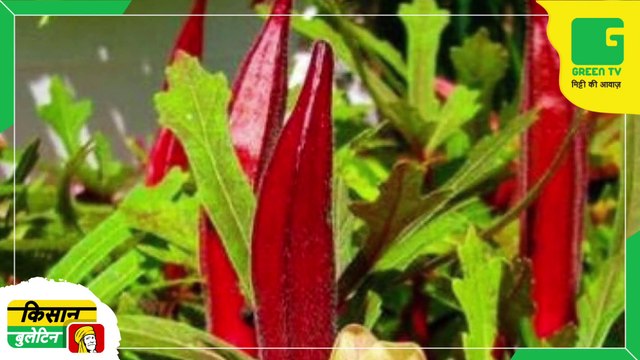 Kisan Bulletin 30 April 2022 - किसान जून के महीने में लाल भिंडी की खेती ( काशी लालिमा ) से कर सकते हैं बेहतर उत्पादन और अच्छी आय