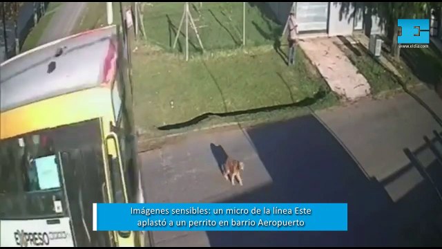 Imágenes sensibles: un micro de la línea Este aplastó a un perrito en barrio Aeropuerto