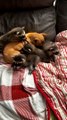 Dog Cuddles With Baby Raccoons