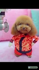 Perro Gracioso Cantando