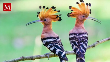 Conoce el top 5 de animales más fascinantes de África