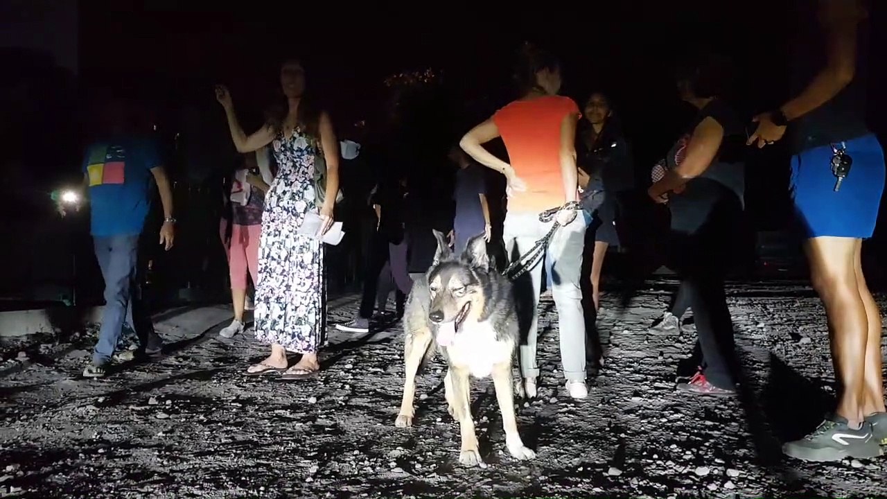 La politique de lutte conte l’errance animale à La Réunion est "un fiasco"