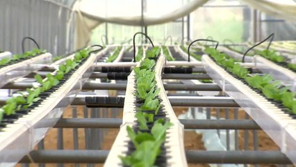 [청년농부] 상추 New 수경재배..."억대 연봉 안 부러워요" / YTN