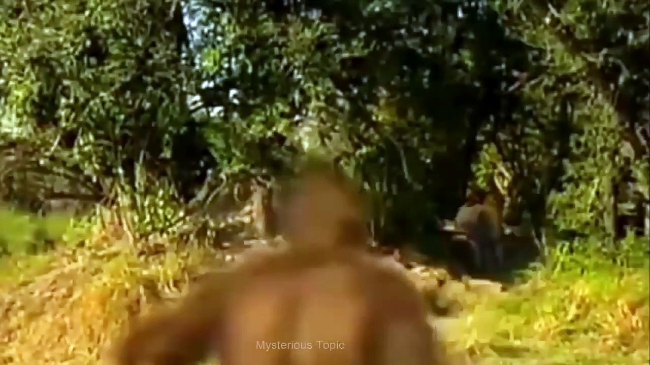 Evolution from ape to man. From Proconsul to Homo heidelbergensis