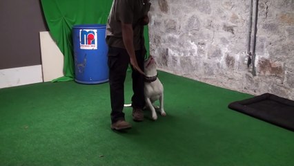 Solid white red nose protection Pitbull !