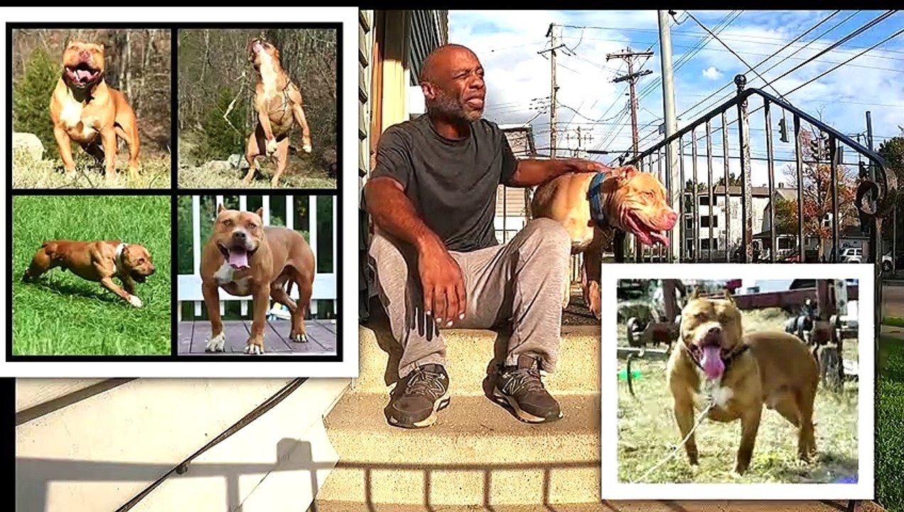 Breeding Camelot Red nose Pitbulls A Peek At the Powerful Dogs in a Pedigree