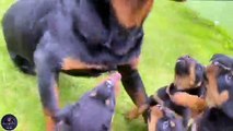 Big Rottweiler Gets Attacked By 11 Aggressive Rottweiler Puppies