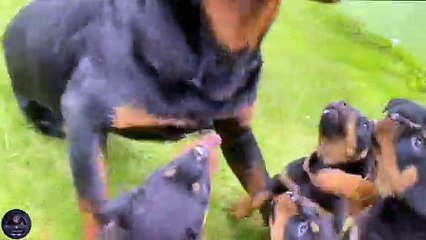 Big Rottweiler Gets Attacked By 11 Aggressive Rottweiler Puppies