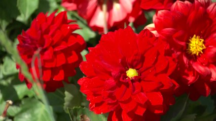 [날씨] 휴일 맑고 선선...수목원 나들이 즐겨요! / YTN