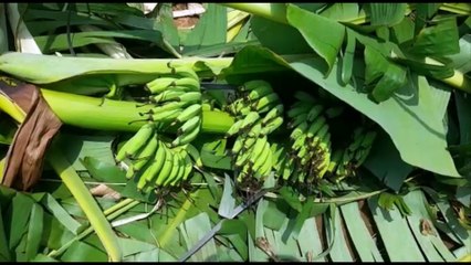 ஒரு வருடத்துக்கு பிறகு காட்டை விட்டு வெளியேறிய  பாகுபலி காட்டுயானை - வீடியோ