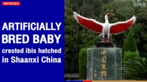 Artificially bred baby crested ibis hatched in Shaanxi, China | The Nation
