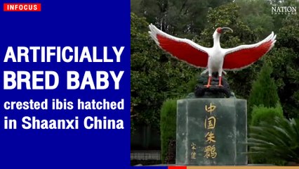 Artificially bred baby crested ibis hatched in Shaanxi, China | The Nation