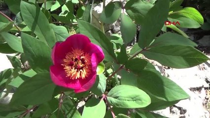 YILDA 10 GÜN AÇIYOR, KOPARMANIN CEZASI 109 BİN 593 LİRA