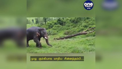 கோவை: முழு கும்கியாக மாறிய சின்னத்தம்பி… காட்டு யானையை விரட்டும் பணியில் மும்முரம்!